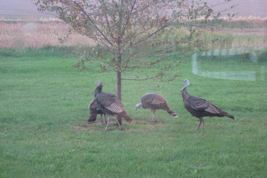 ../image/turkeys in oct in front yard 5.jpg